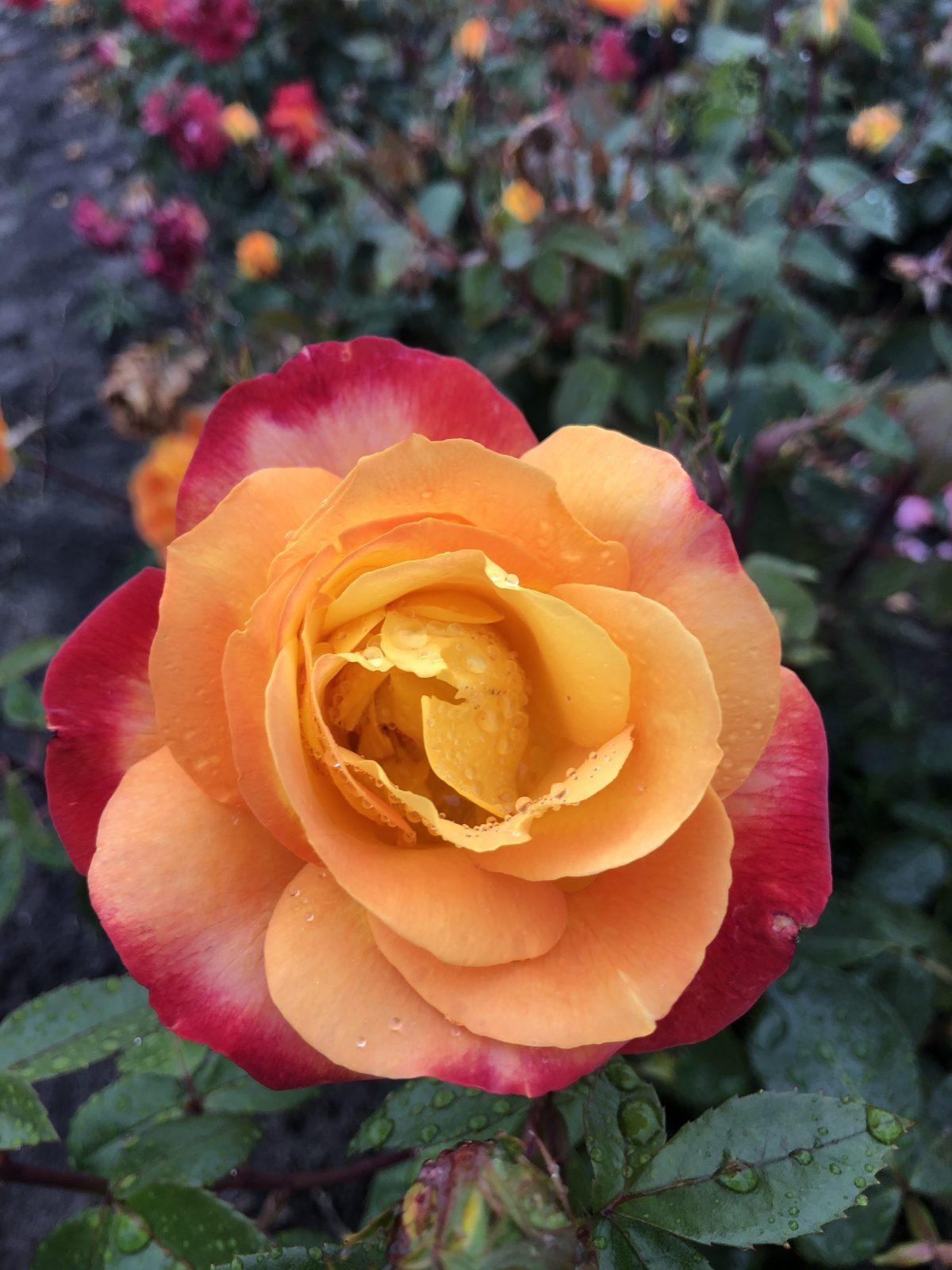 The R Garden Flame™ Sunbelt® rose with vibrant orange and red petals displays water droplets in bloom against a blurred garden background.