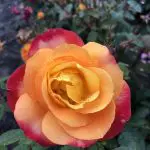The R Garden Flame™ Sunbelt® rose with vibrant orange and red petals displays water droplets in bloom against a blurred garden background.