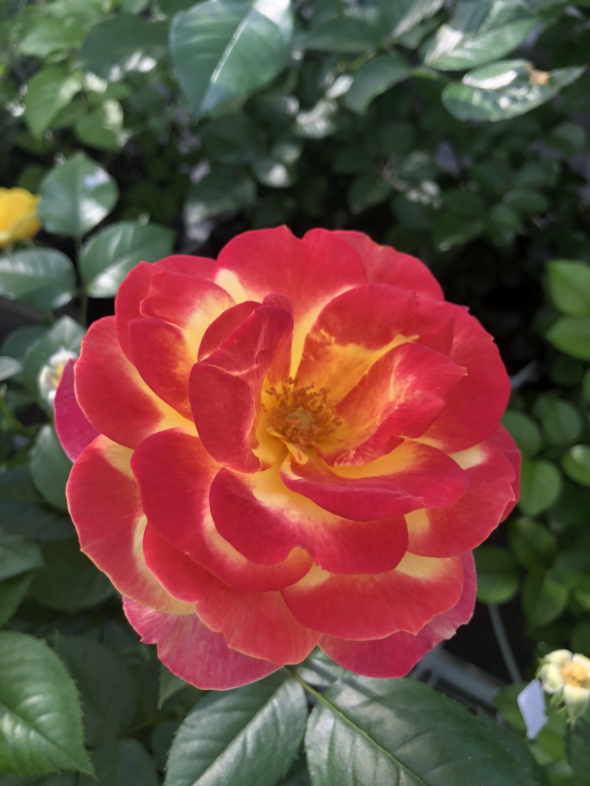 A vibrant R Garden Flame™ Sunbelt® rose with red and yellow petals in full bloom stands out against a backdrop of lush green leaves.