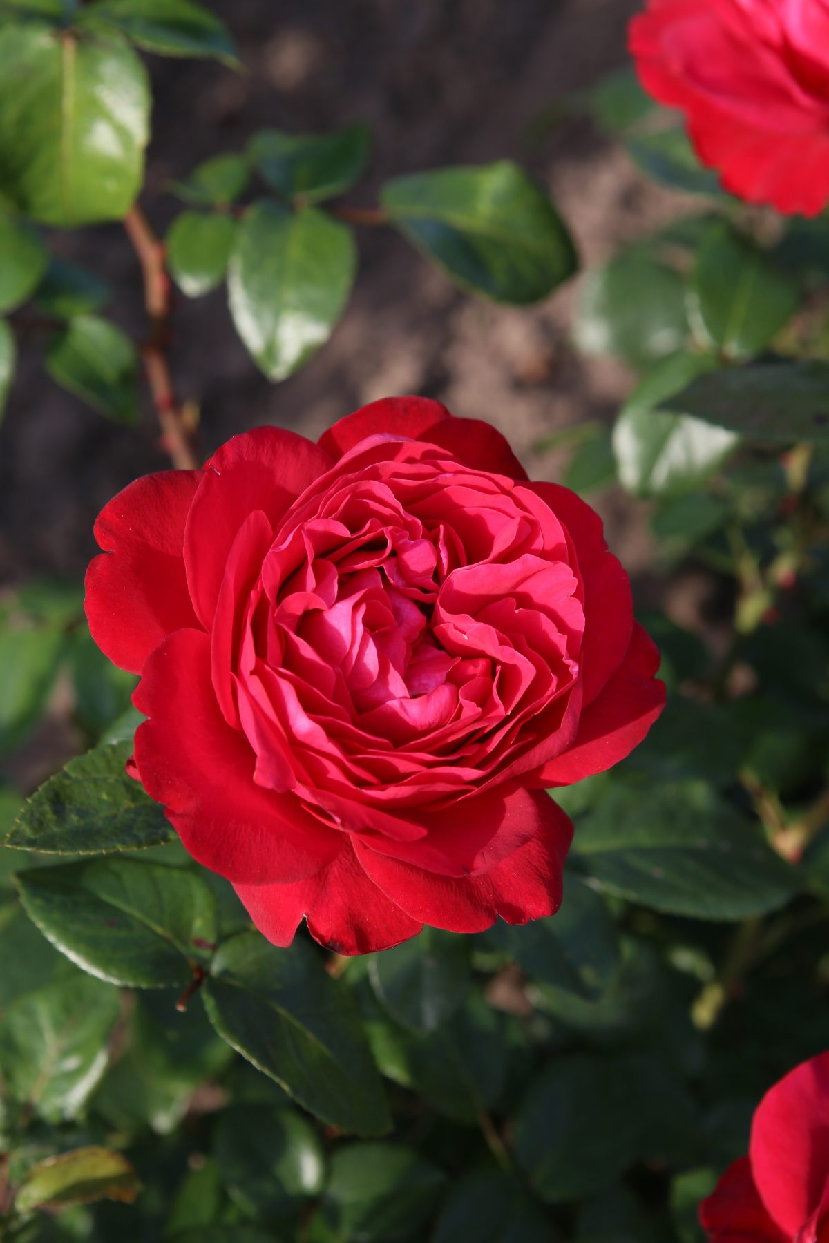 Close-up of a Tiamo™ rose, showcasing its vibrant red petals in full bloom, surrounded by lush green leaves.