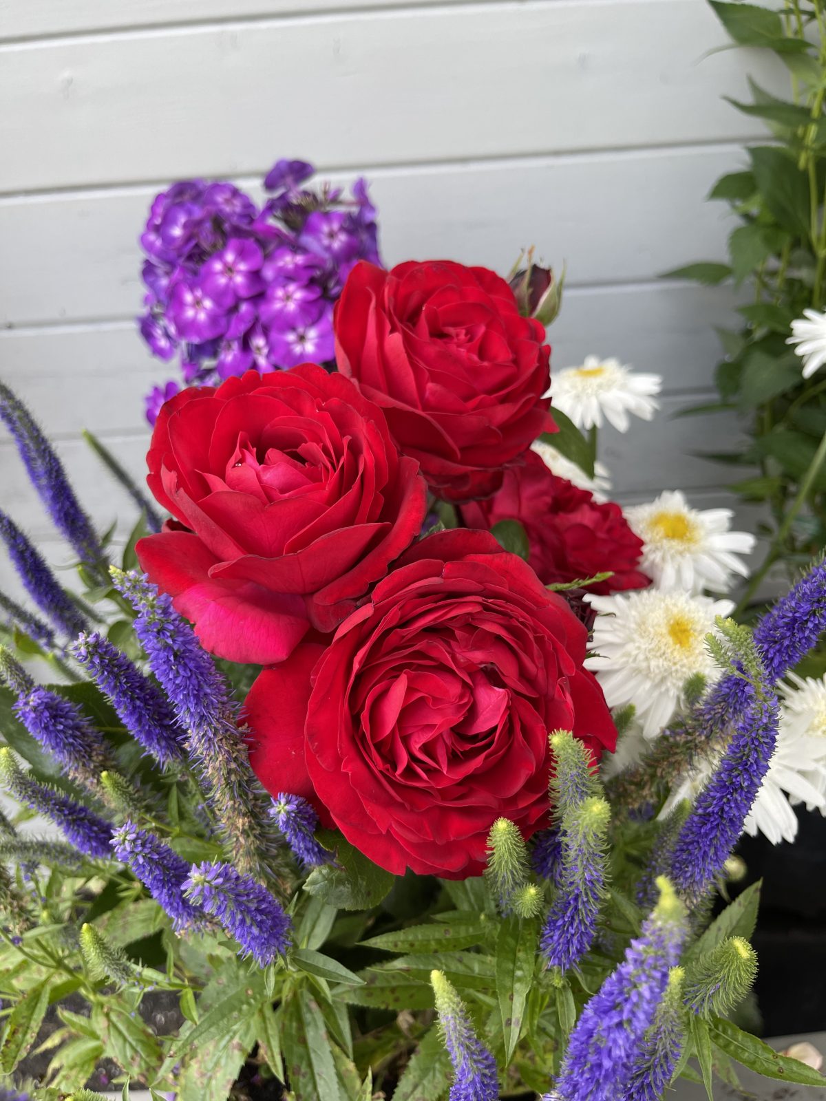 The Tiamo™ bouquet showcases red roses, purple veronica, white daisies, and purple phlox against a light grey background.