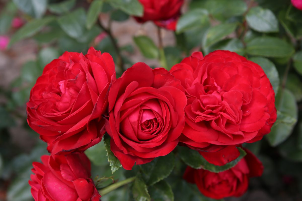 Tiamo™ red roses in full bloom with lush green leaves in the background.