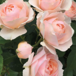 Close-up of Dylan Rose, featuring blooming light pink roses with green leaves in the background.
