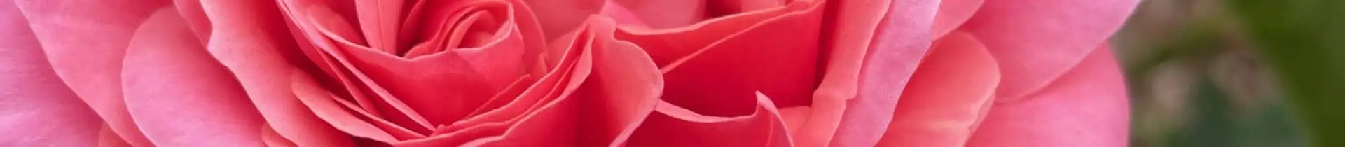 Close-up view of pink rose petals showing detailed textures and gentle curves.