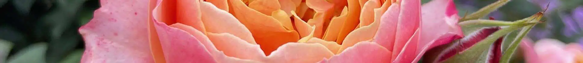 yellow/orange rose close up