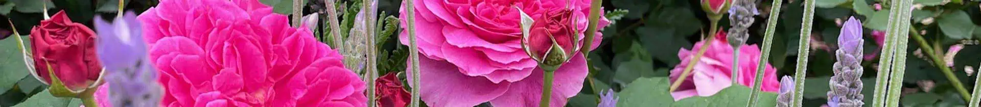 pink rose close up