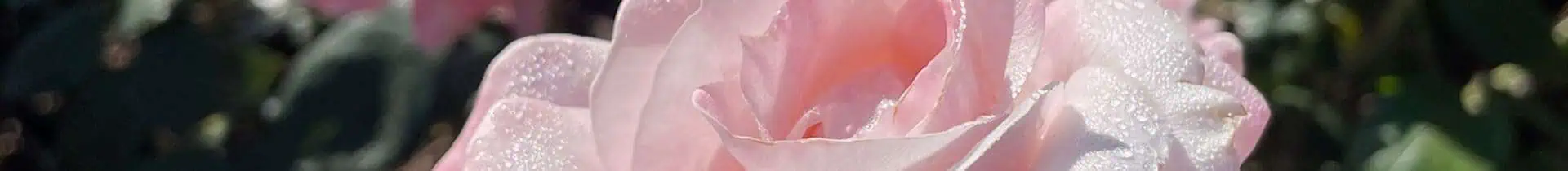 pink rose close up