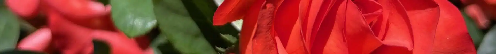 red rose close up