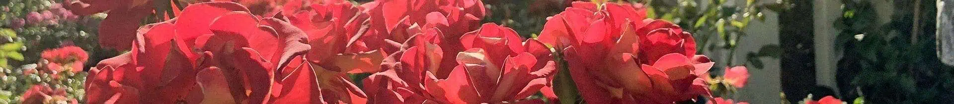 inside header of page, pink roses