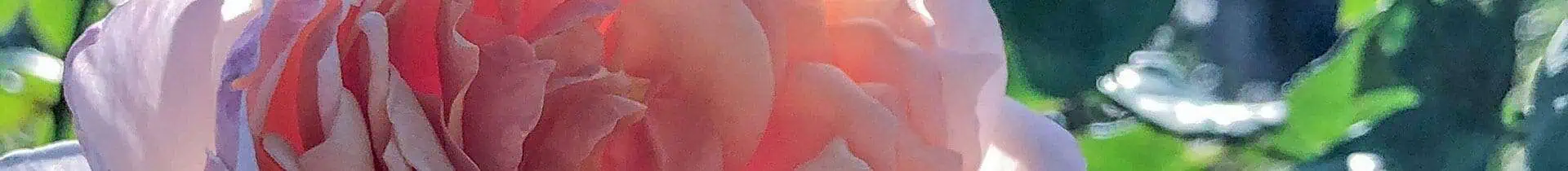 inside header of page, pink roses