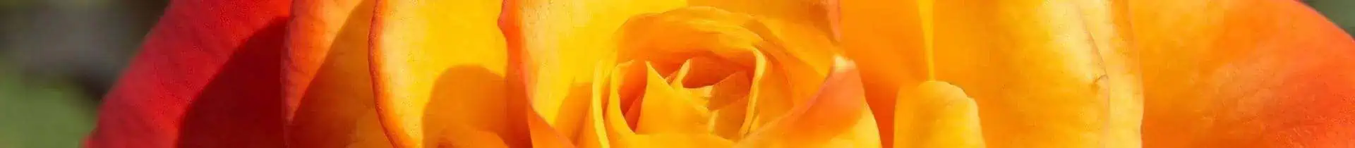 yellow rose close up