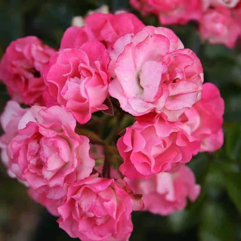 pink roses