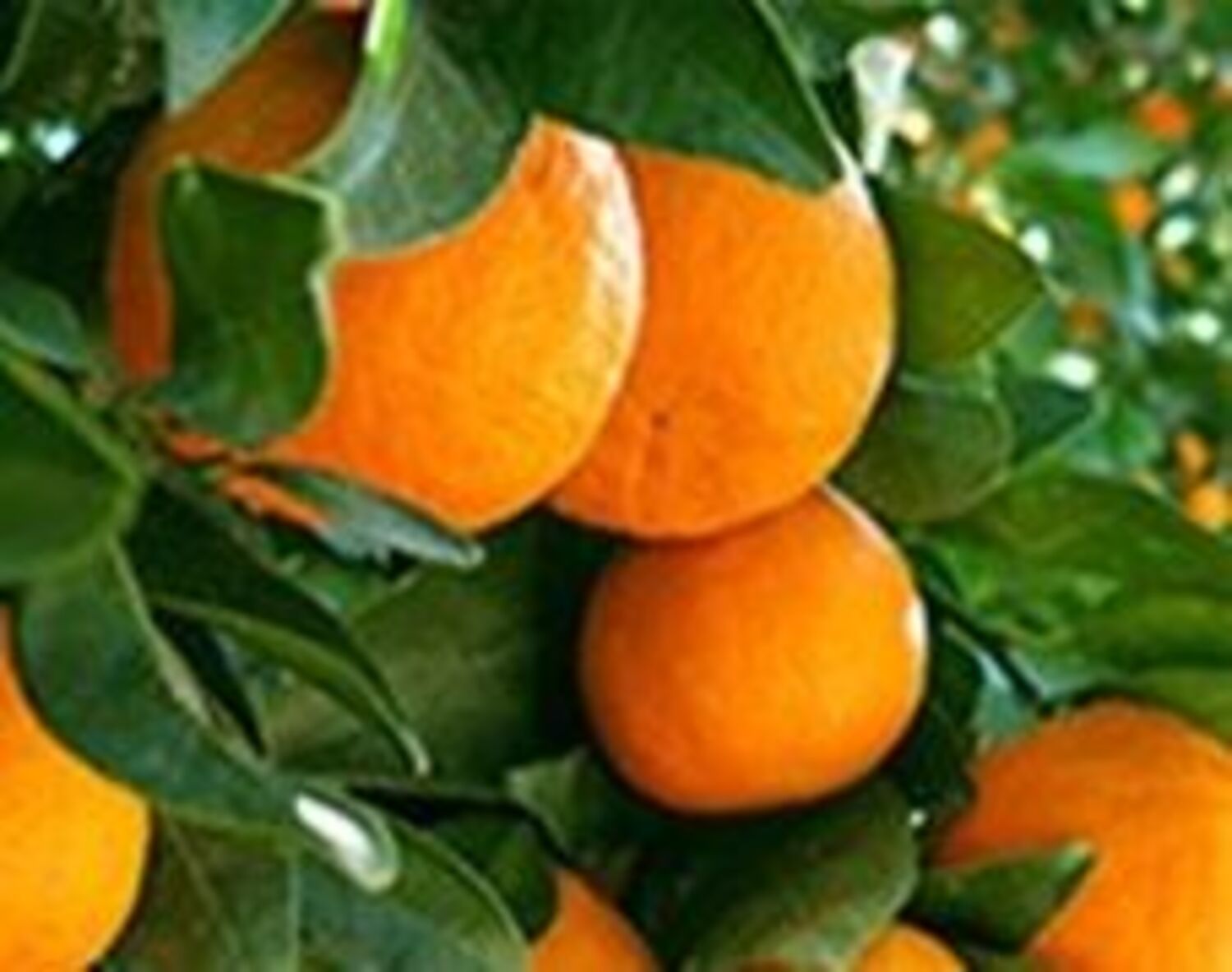 CITRUS Tangerine 'Pixie' -TREE semi-dwarf - Otto & Sons Nursery