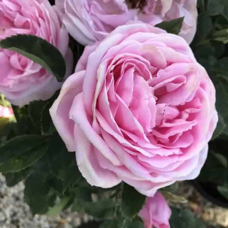 pink roses