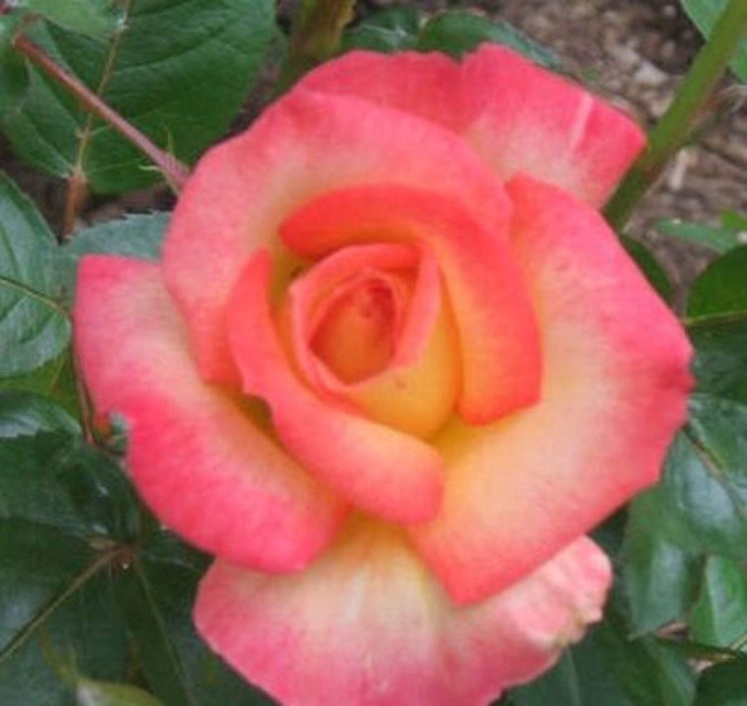 R Rainbow Sorbet™ - Otto & Sons Nursery