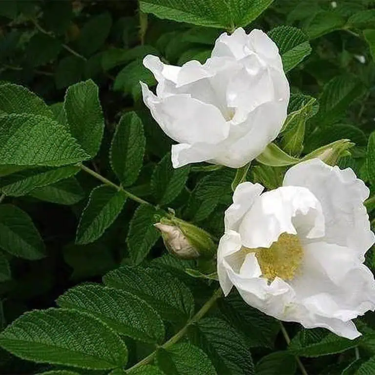 white flowers