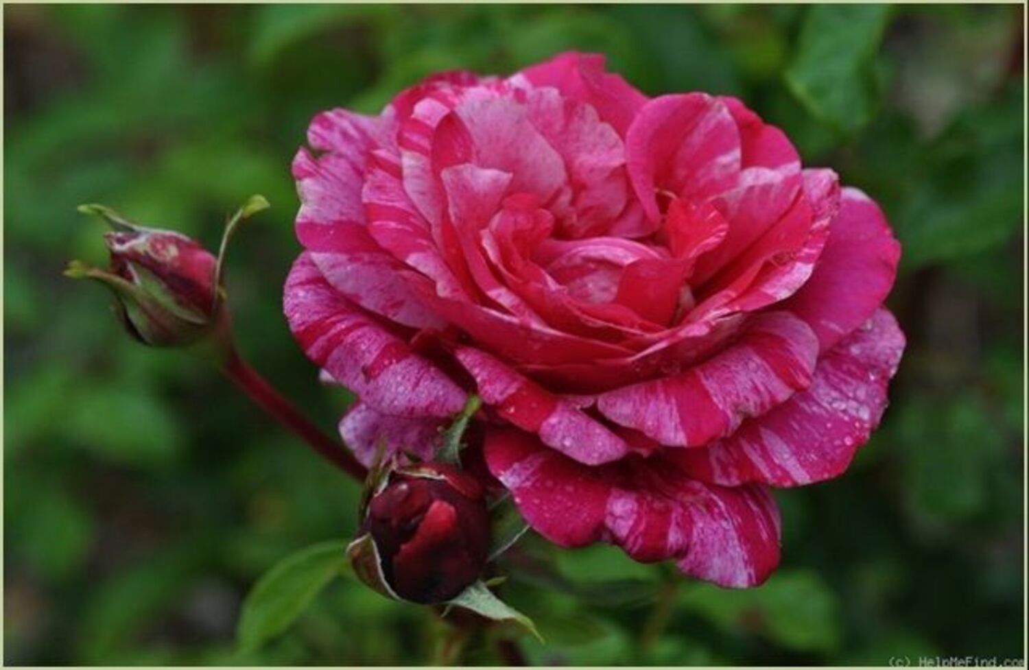 Rose Raspberry Cream R Raspberry Cream Twirl™ - climbing - stk - Otto & Sons Nursery