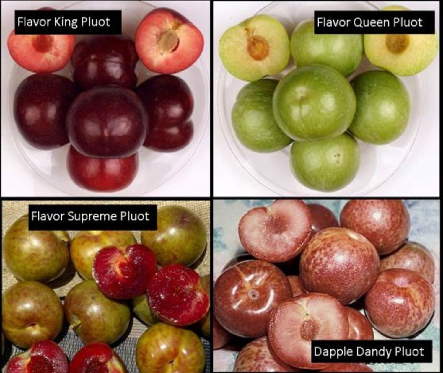 プルート（感謝）/4 FRUIT SALAD - PLUOT semi-dwarf - 4 on 1 - Otto & Sons Nursery
