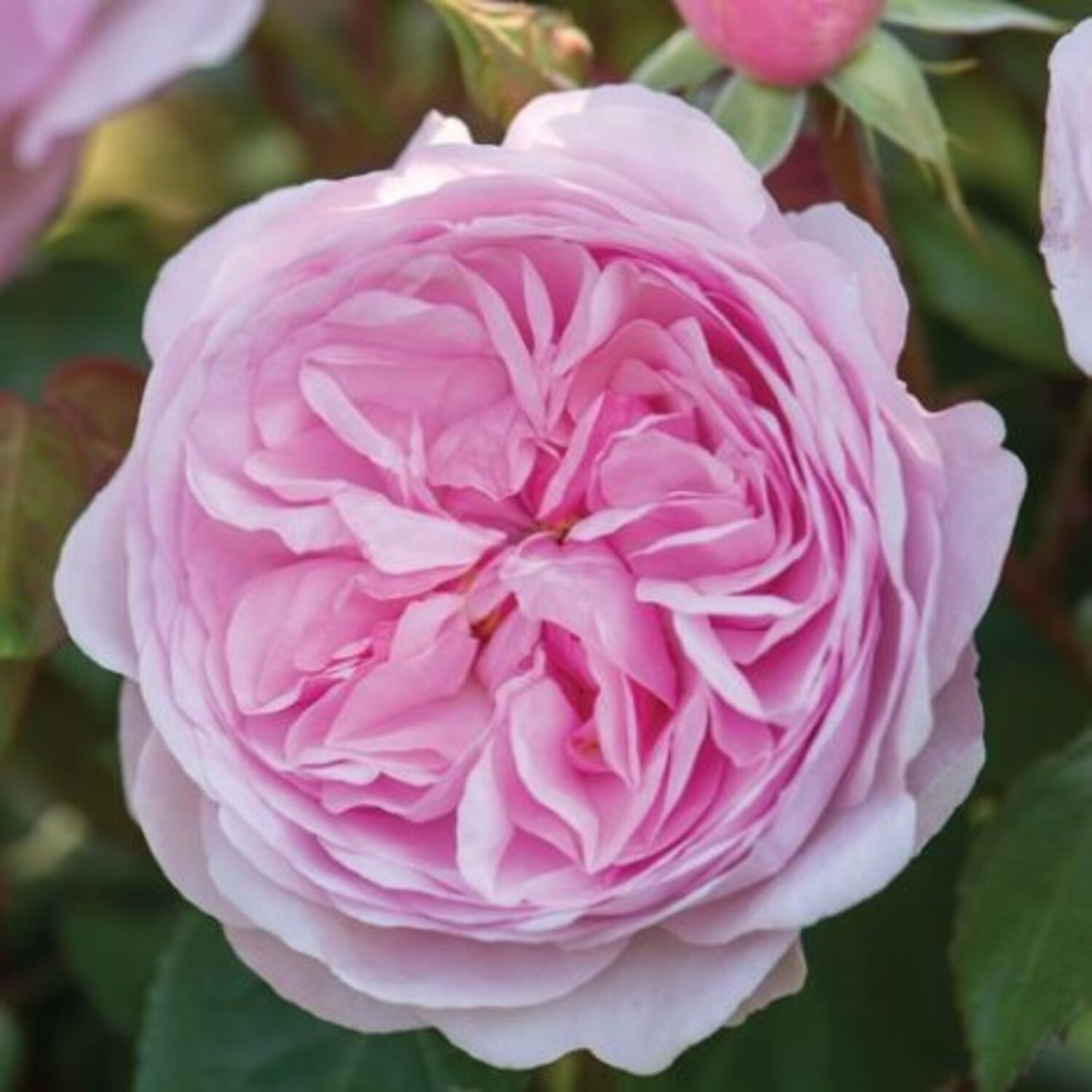 r-olivia-rose-austin-otto-sons-nursery