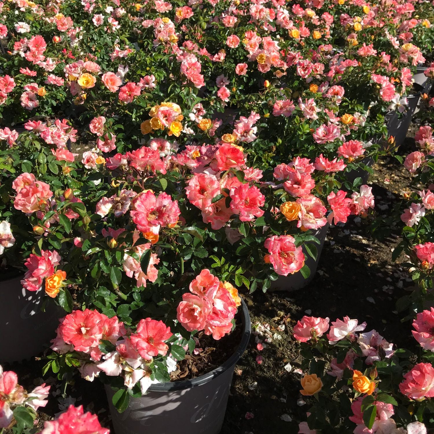 Calip R Peach R Peach Drift® - Otto & Sons Nursery