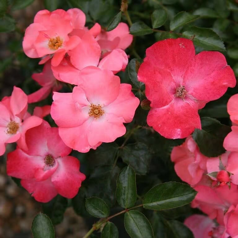 red flowers