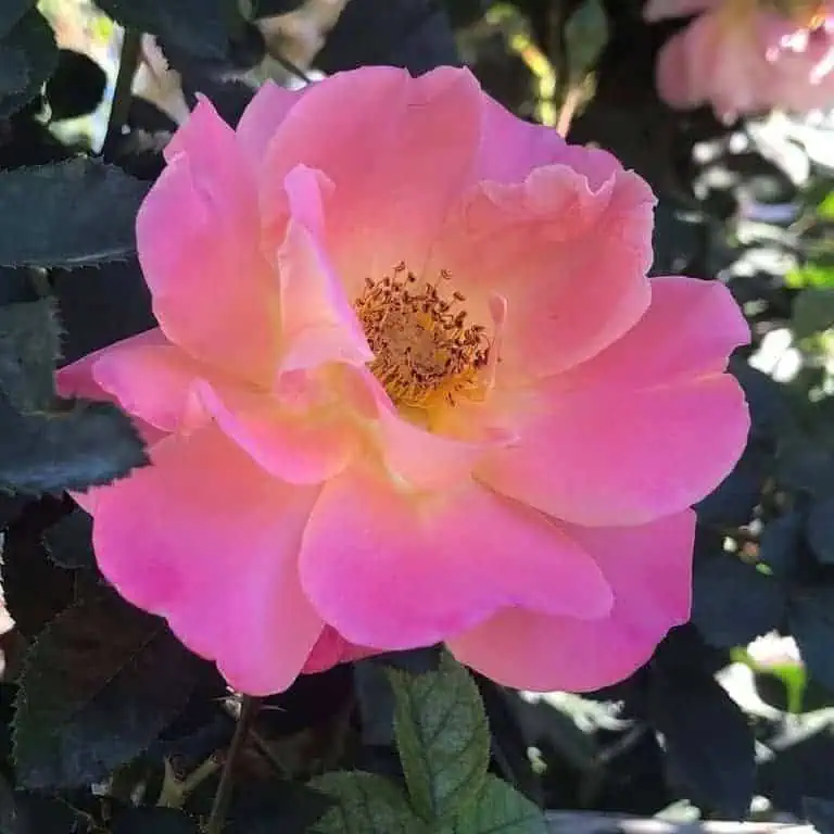 Climbing Roses