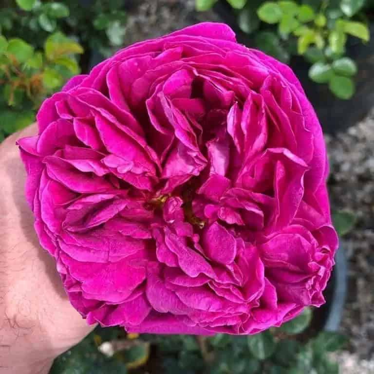 David Austin Rose