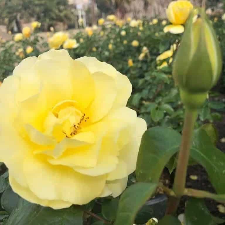 Grandiflora Roses