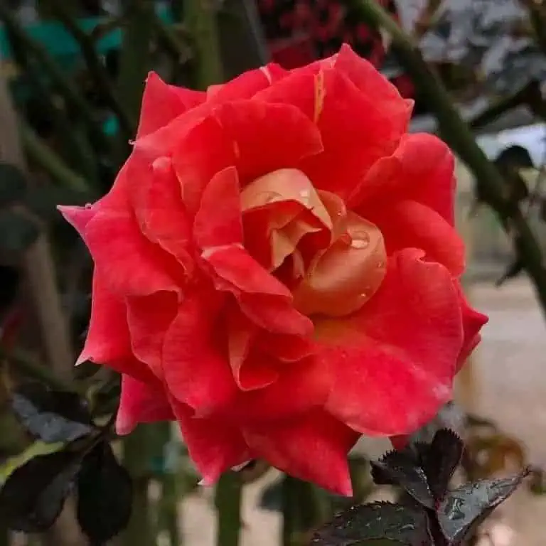 Miniature Roses