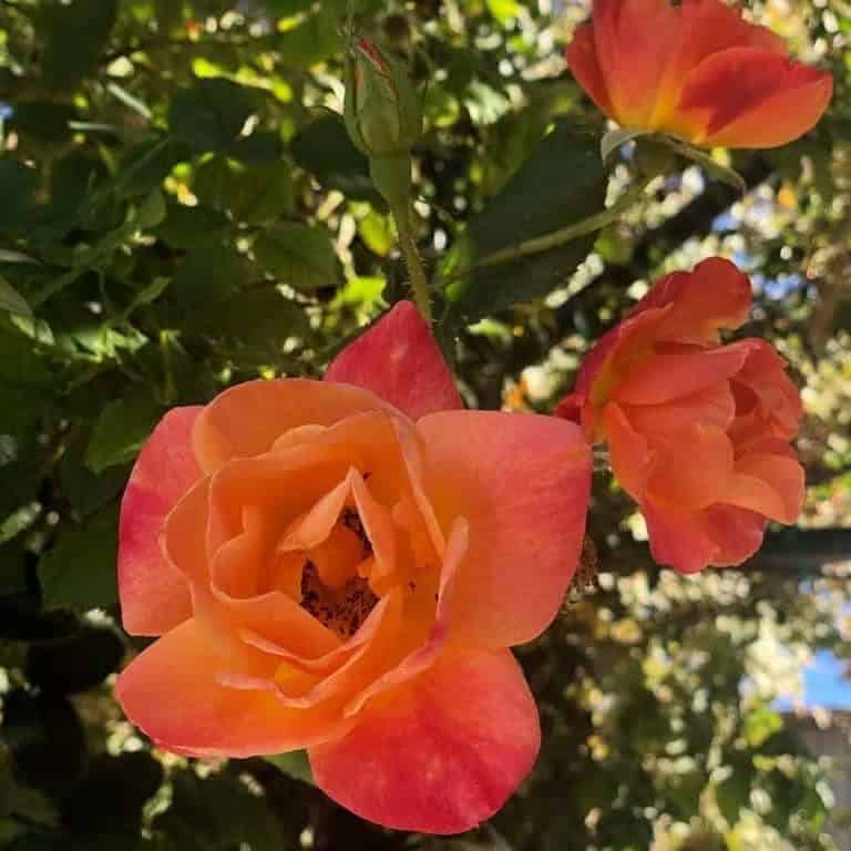 Tree Roses